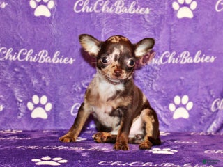 Chihuahua dogs Yukiko - Ad 15