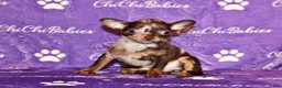 Chihuahua dogs for sale: Yukiko - Ad 1