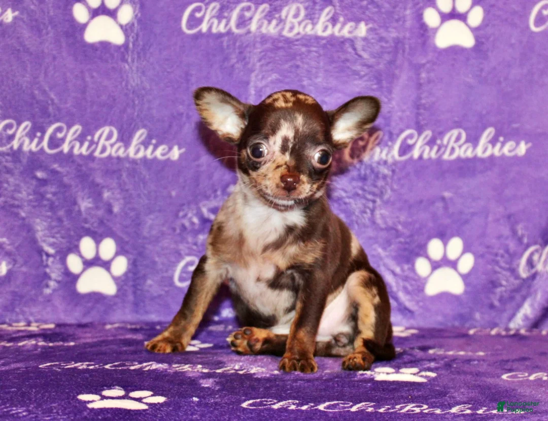 Chihuahua dogs for sale: Yukiko - Ad 1