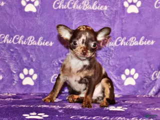 Chihuahua dogs Yukiko - Ad 15