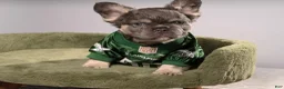French Bulldog dogs for sale: MANGO - Ad 15