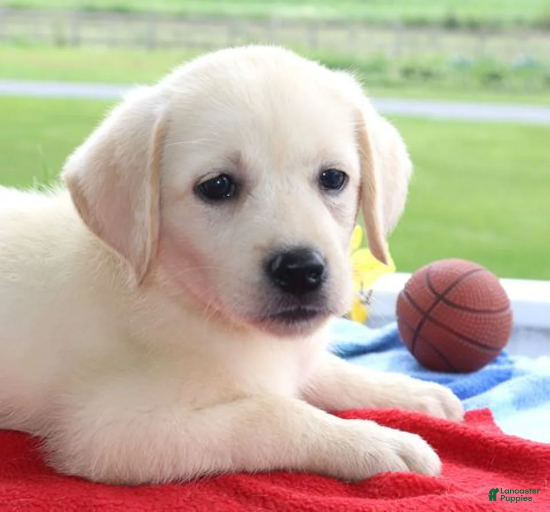 Labrador Retriever dogs for sale: Houston - Champ lines - Ad 1