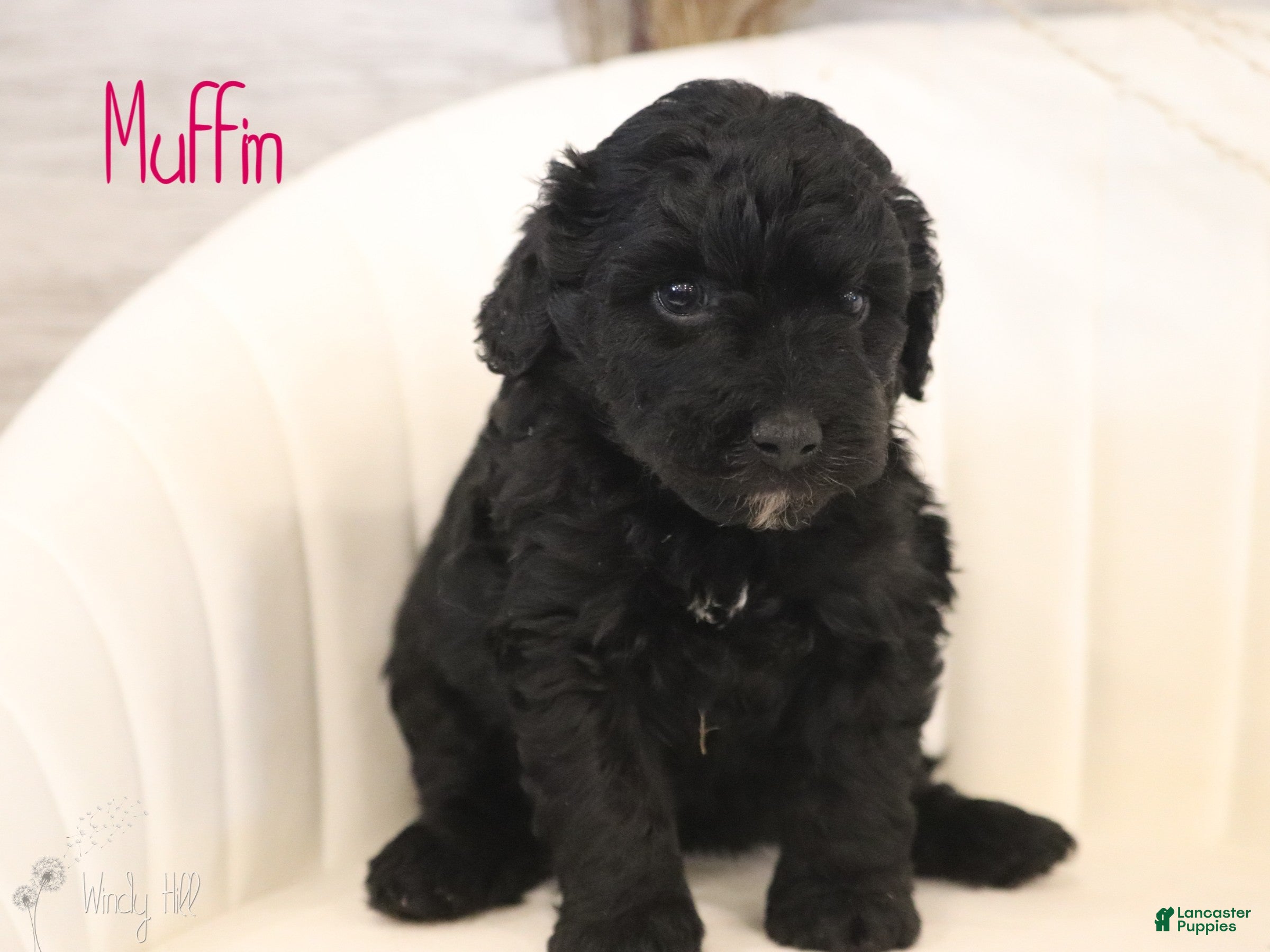 Mini Aussiedoodle dogs Muffin - Ad 27