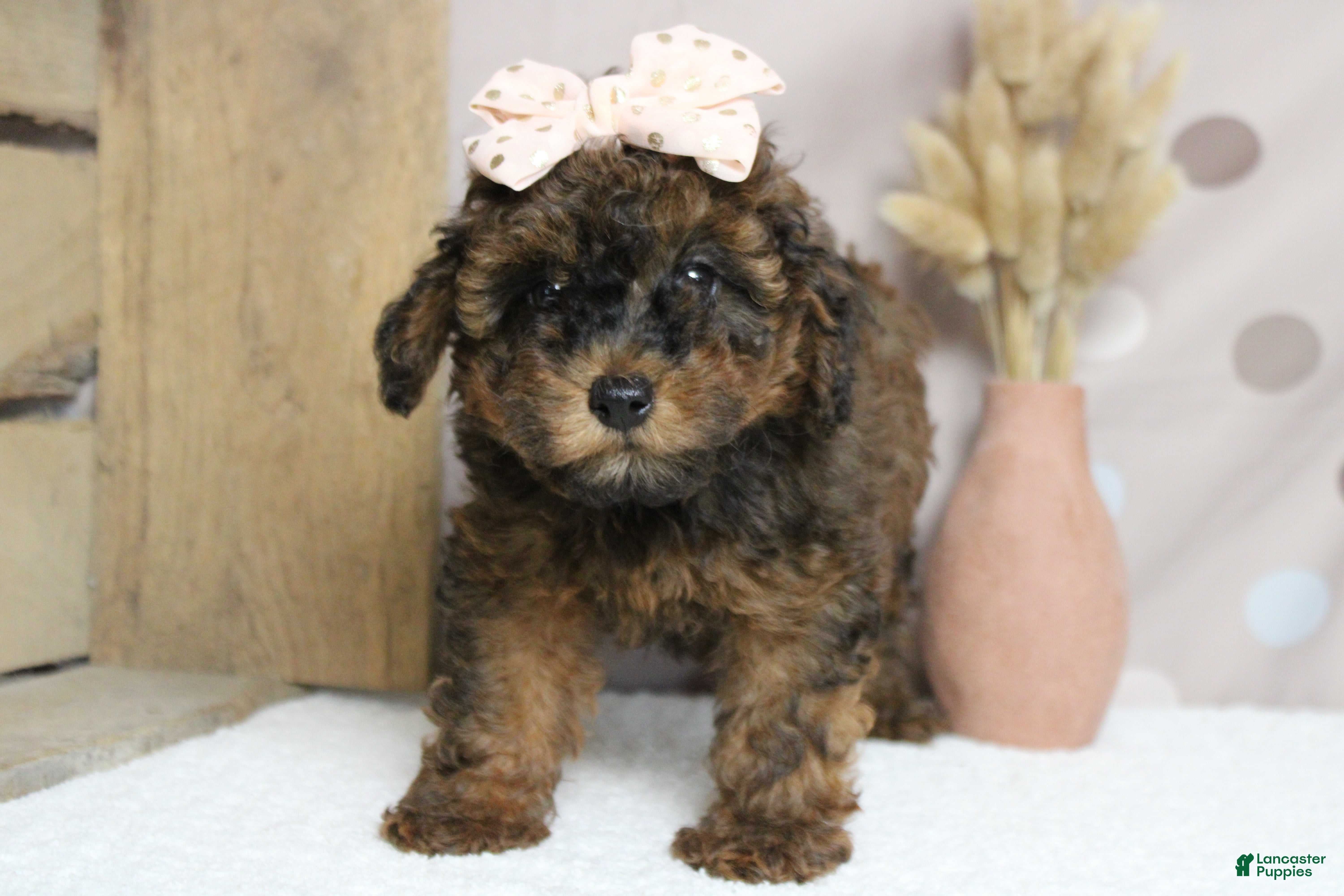 Cavapoo dogs Ella - Ad 3