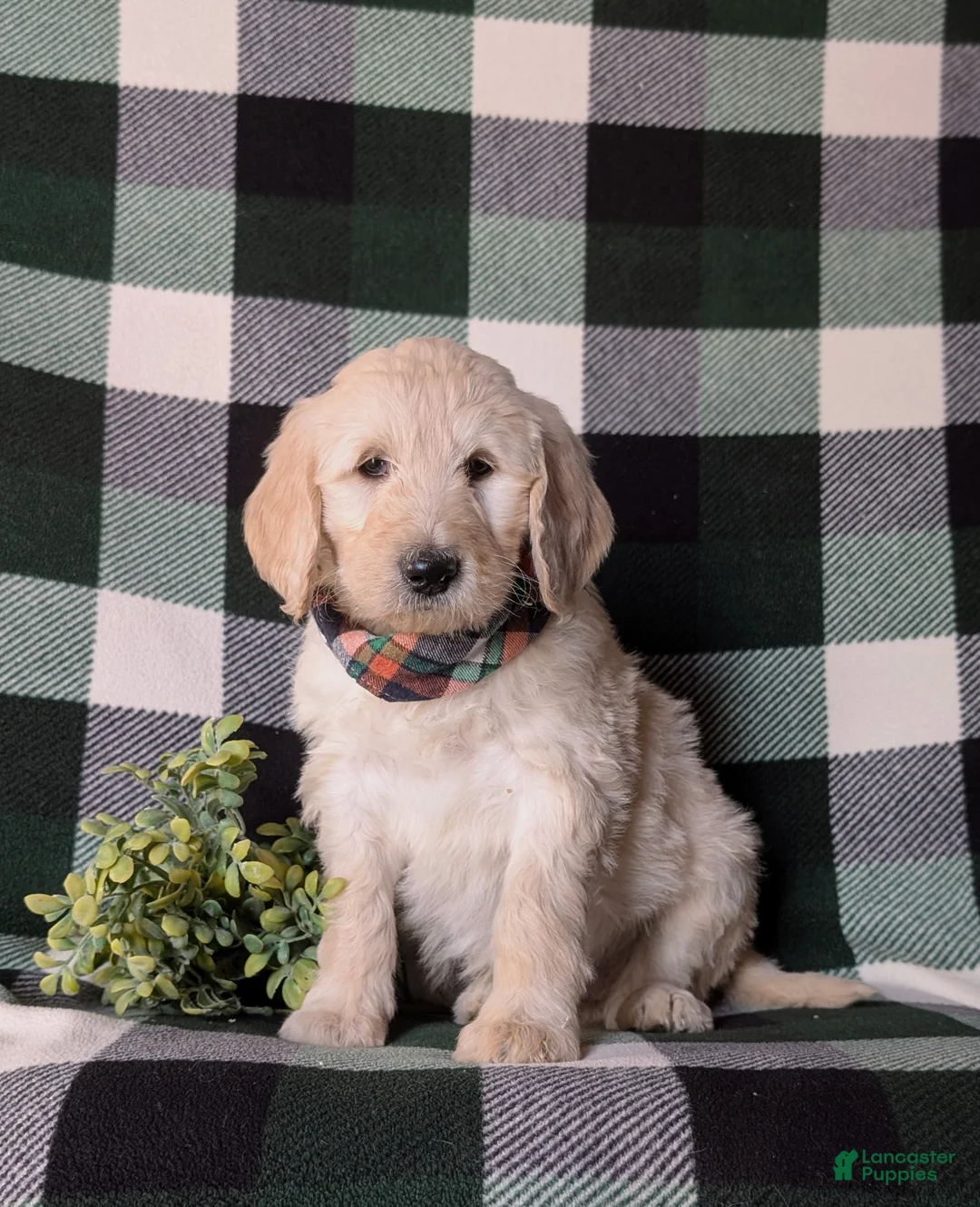 Goldendoodle dogs for sale: Demarcus Standard size Hypoallergenic - Ad 3