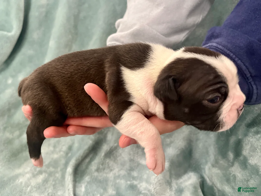 Boston Terrier dogs for sale: Oreo (CKC)  - Ad 10