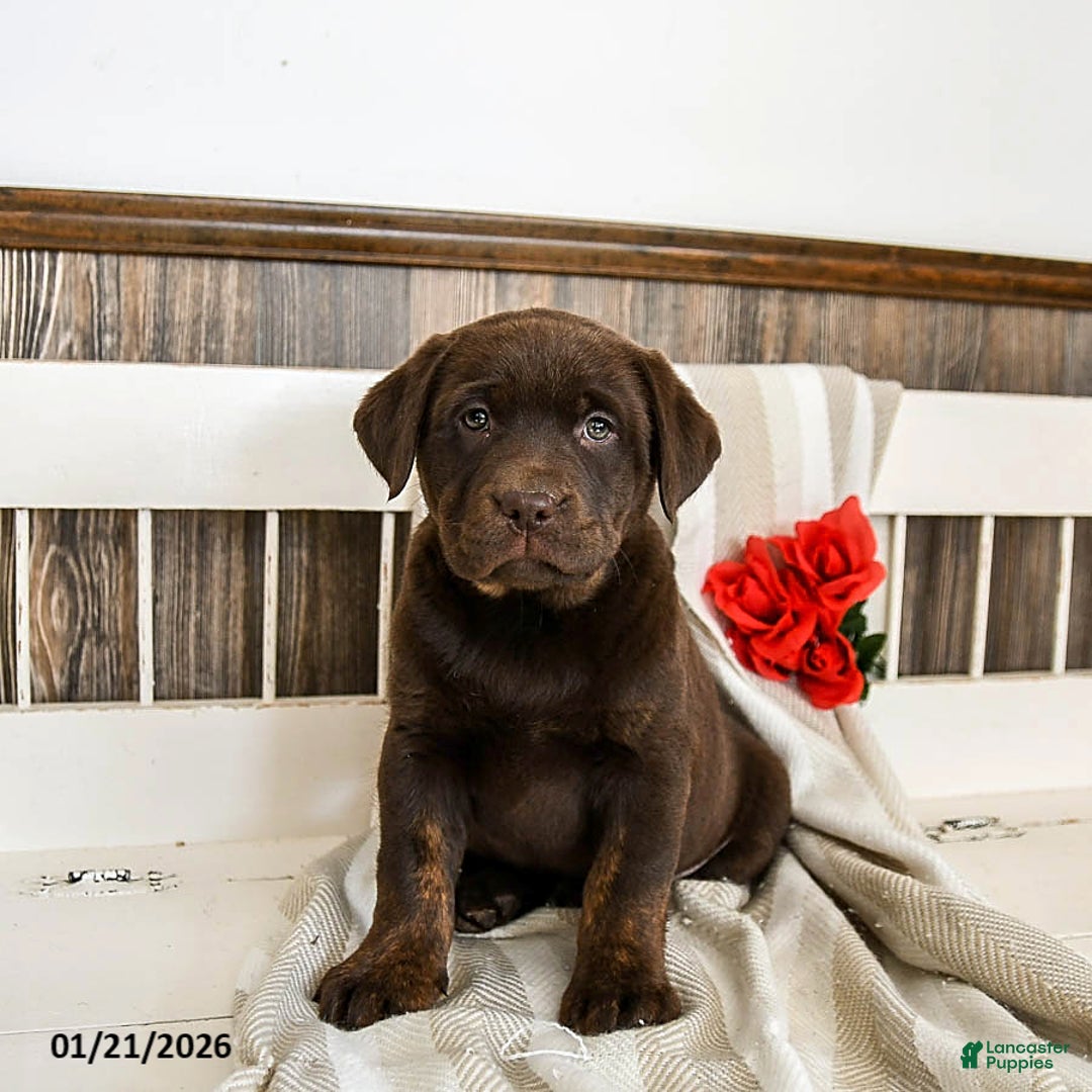 Labrador Retriever dogs for sale: Cannoli - Ad 3