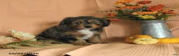 Mini Aussiedoodle dogs for sale: Lainey - Ad 3