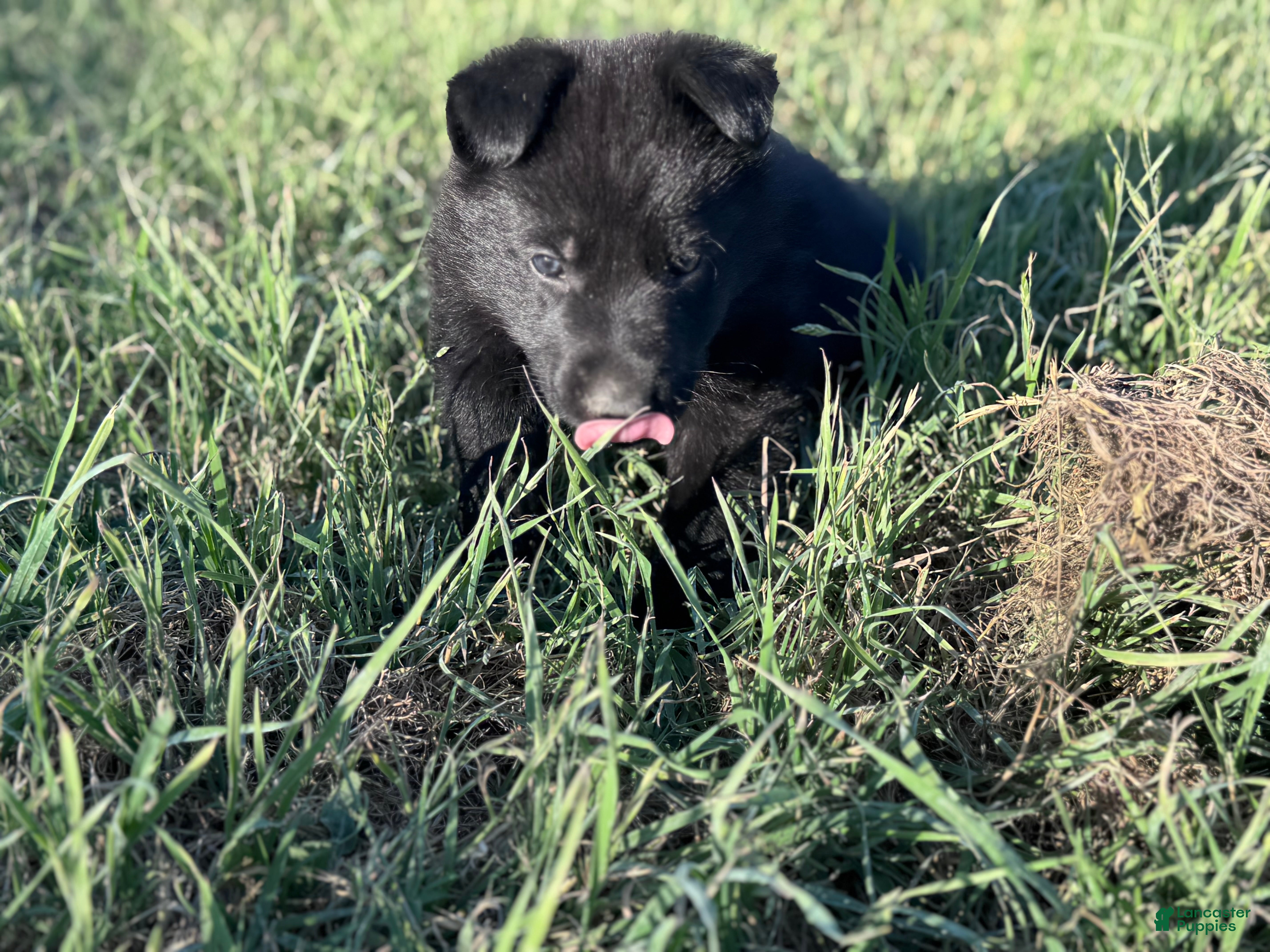 German Shepherd dogs  Puppy 3 - Ad 2