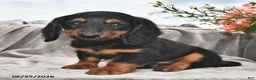 Miniature Dachshund dogs for sale: Frankie - Ad 4