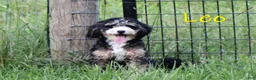 Double Doodle dogs for sale: Jack - Ad 6