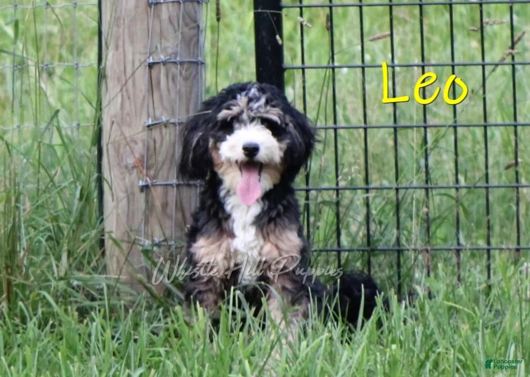 Double Doodle dogs for sale: Jack - Ad 6