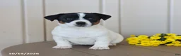 Jack Russell Terrier dogs for sale: Beauty - Ad 3