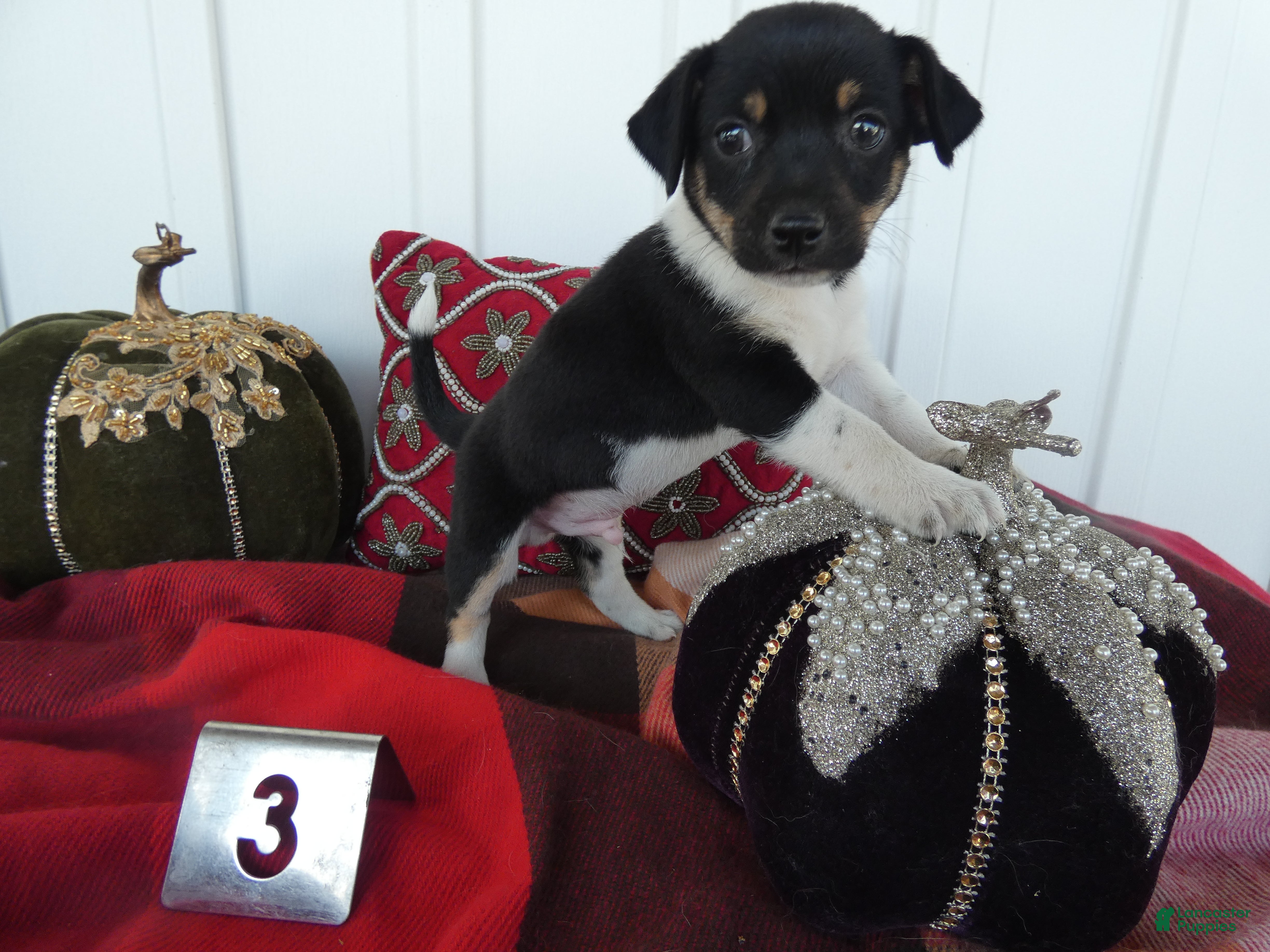 Chihuahua dogs Chihuahua 3 Ryder - Ad 35