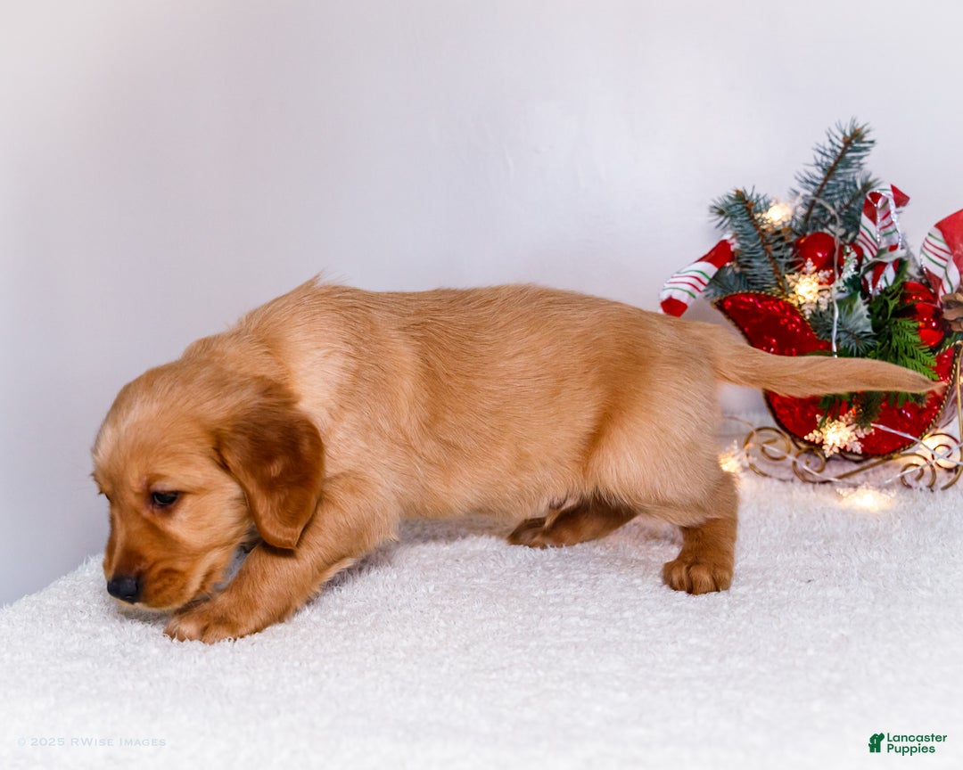 Golden Retriever dogs for sale: Abel - Ad 7