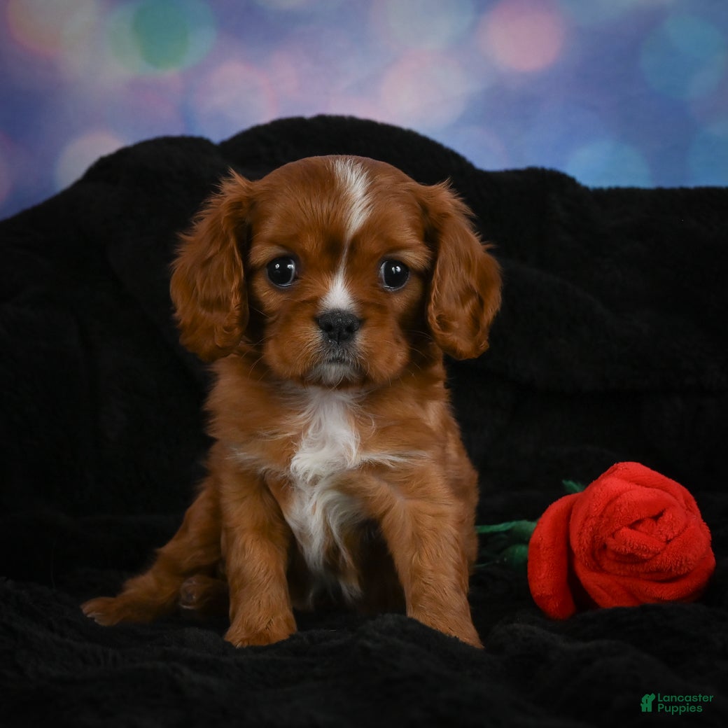 Cavalier King Charles Spaniel dogs Cabby - Ad 2