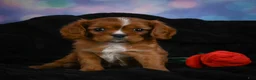 Cavalier King Charles Spaniel dogs for sale: Cabby - Ad 2