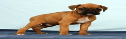 Boxer dogs for sale: Rover - Ad 5