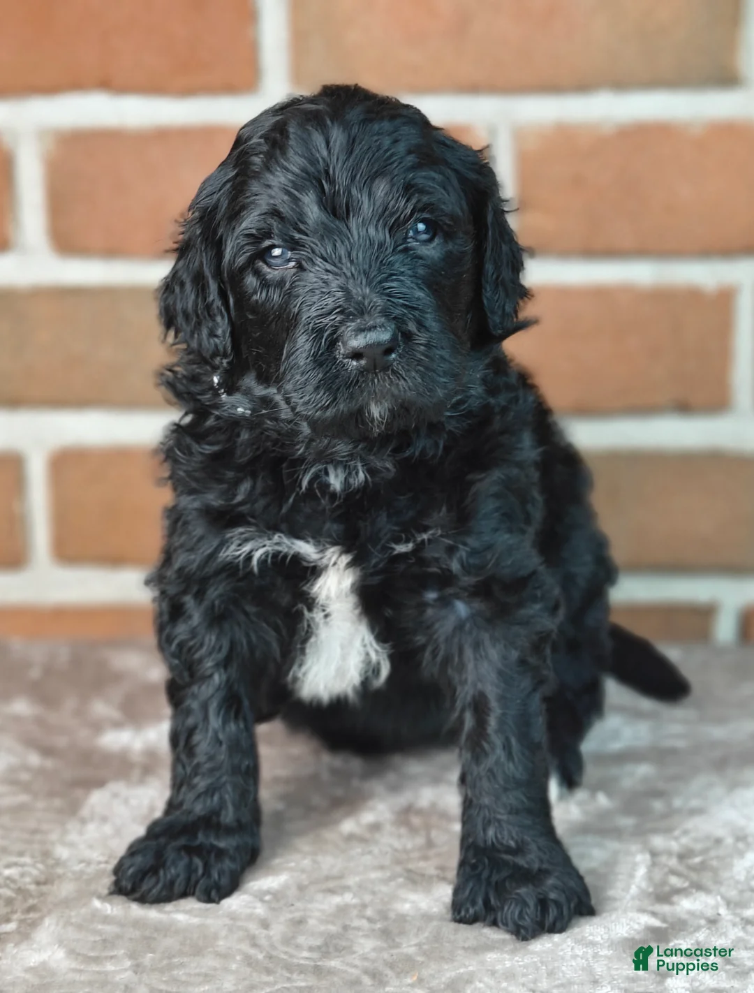 Bernedoodle dogs for sale: Bear - Ad 2