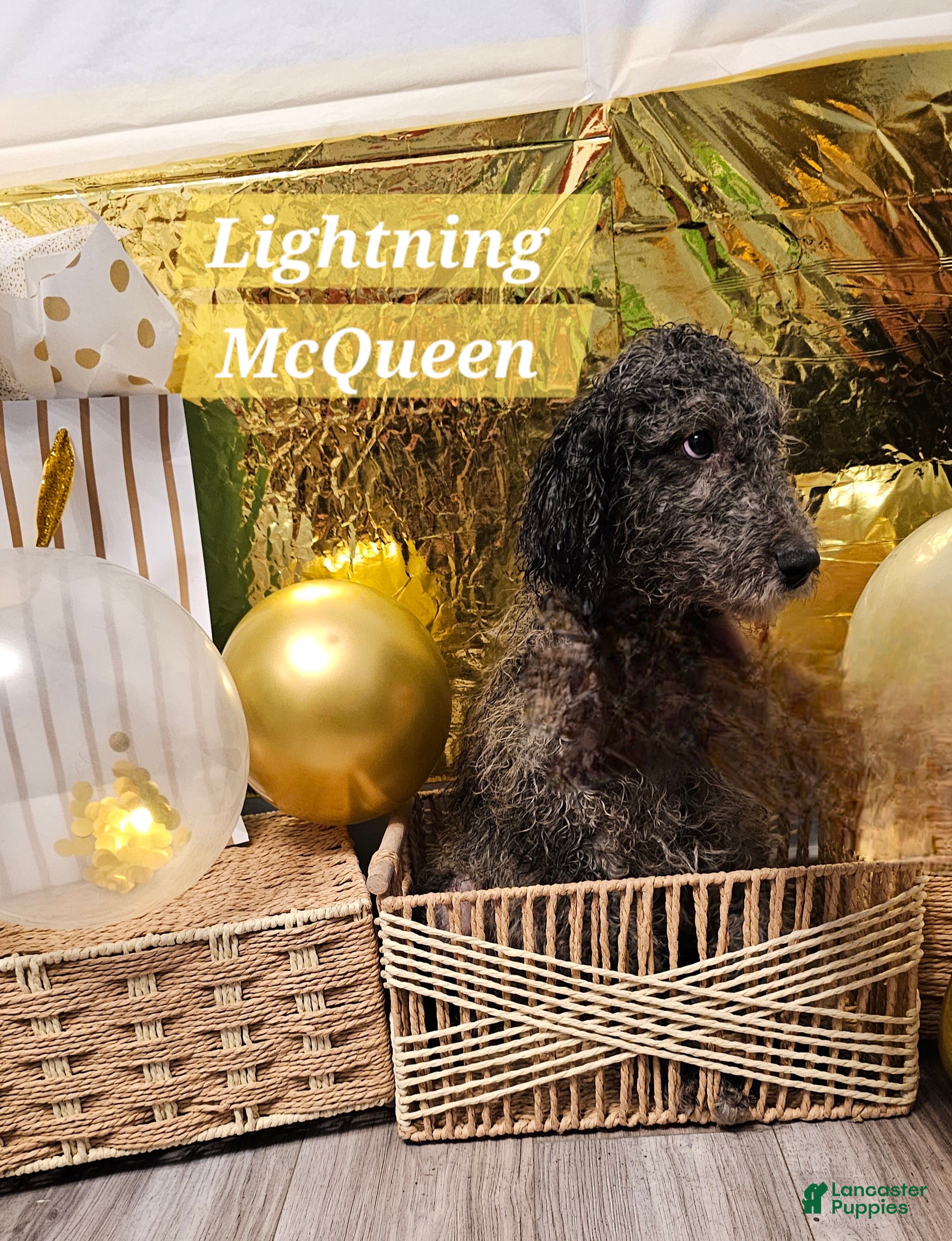 Mixed Breed dogs Lightning McQueen  - Ad 13