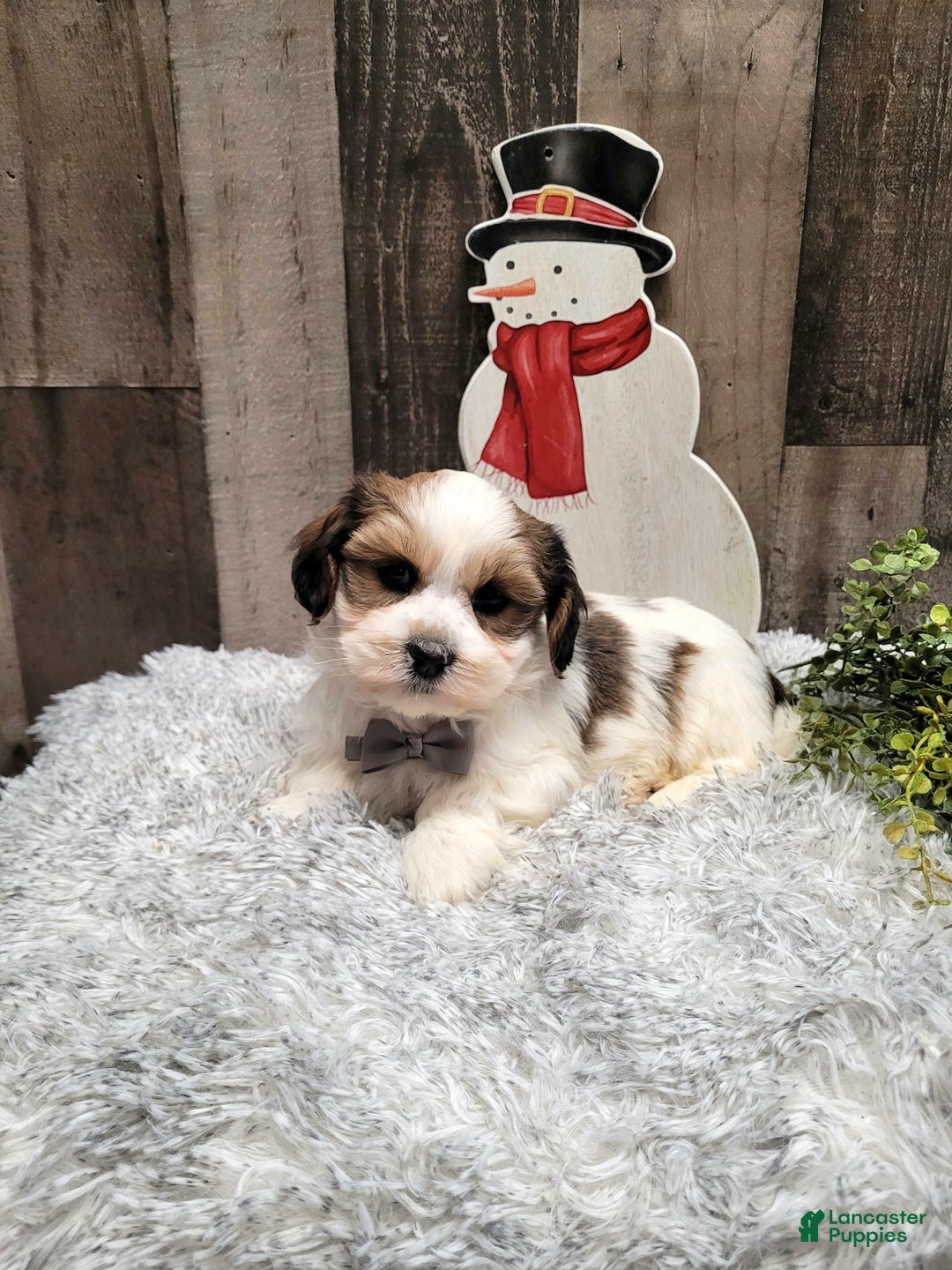 Teddy Bear dogs for sale: Wade - Ad 2