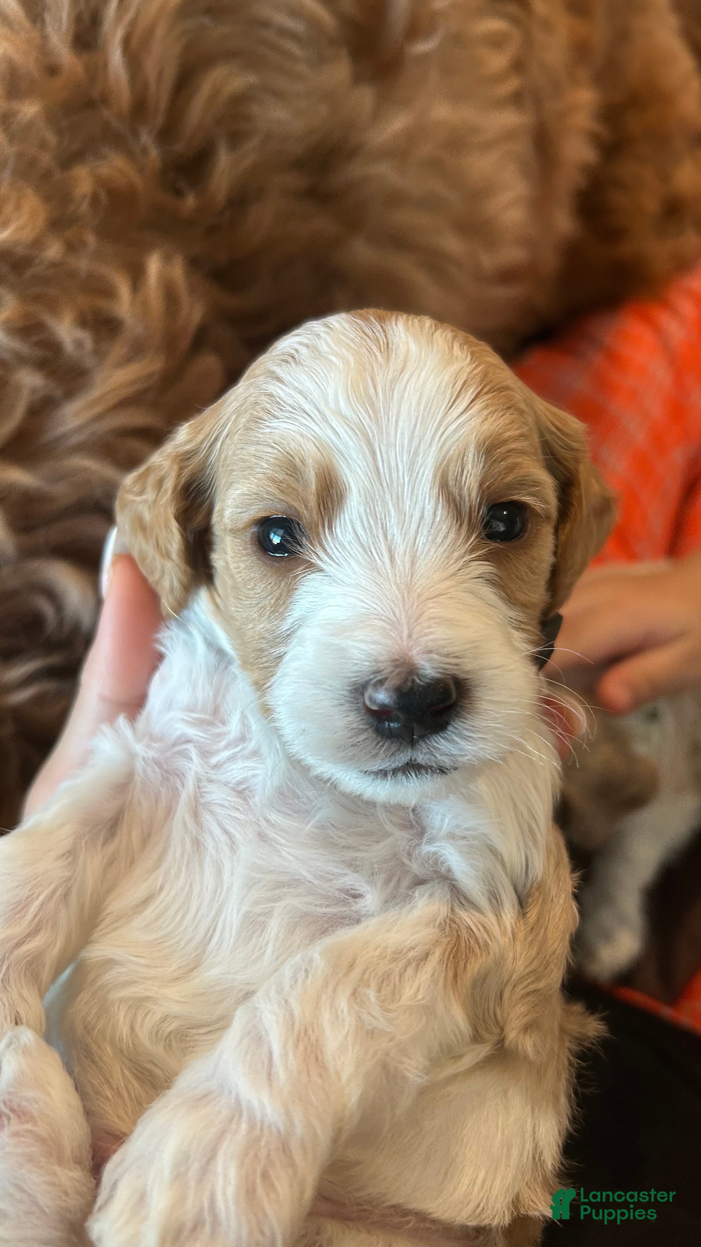 Goldendoodle dogs Luca - Ad 29