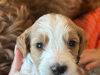 Goldendoodle dogs Luca - Ad 18