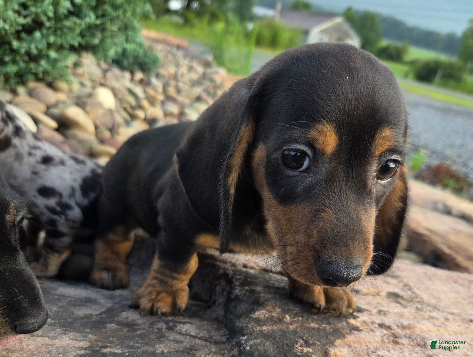 Miniature Dachshund dogs Johnny - Ad 2