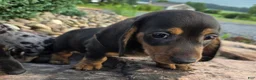 Miniature Dachshund dogs for sale: Johnny - Ad 2