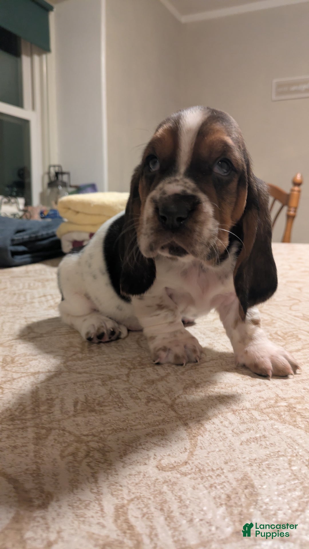 Basset Hound dogs for sale: Sondra - Ad 3