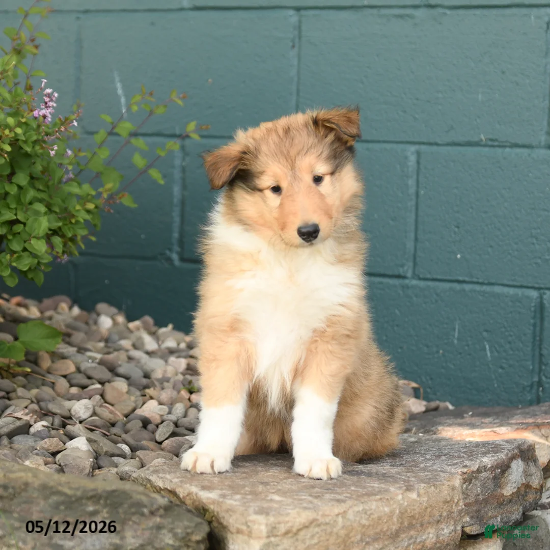 Collie dogs for sale: Molly - Ad 3