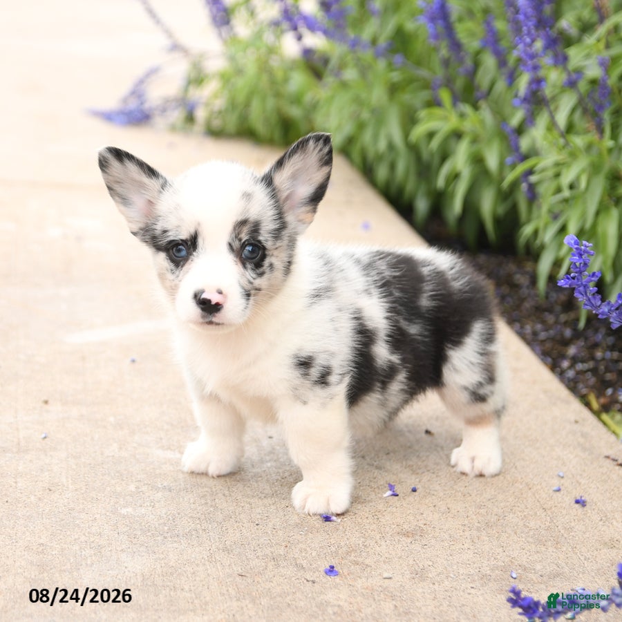 Welsh Corgi Pembroke dogs Little Dipper - Ad 2