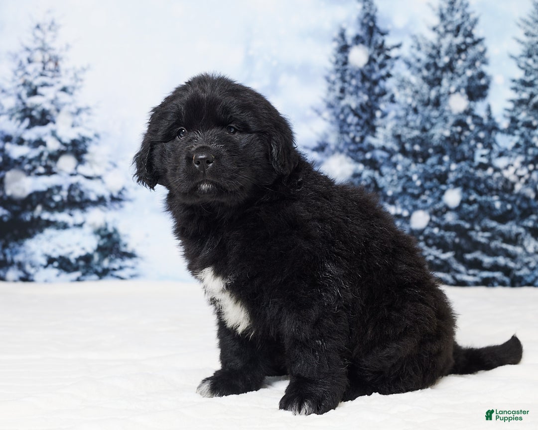 Newfoundland dogs for sale: Noel - Ad 4