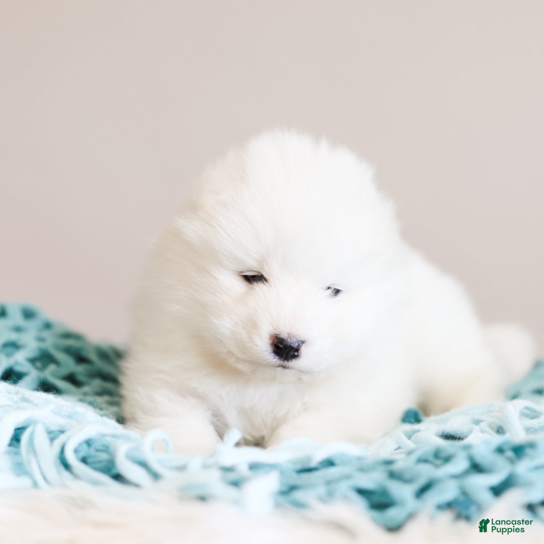 Samoyed dogs Sully - Ad 4