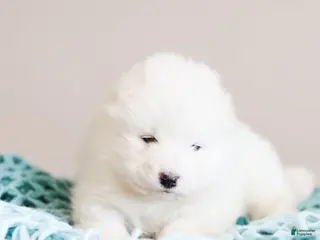 Samoyed dogs Sully - Ad 4