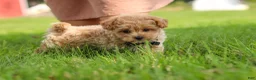 Maltipoo dogs for sale: Nash - Ad 12