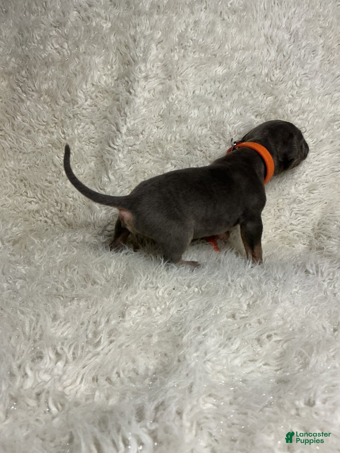 American Bully dogs for sale: Cookie Monster  - Ad 7