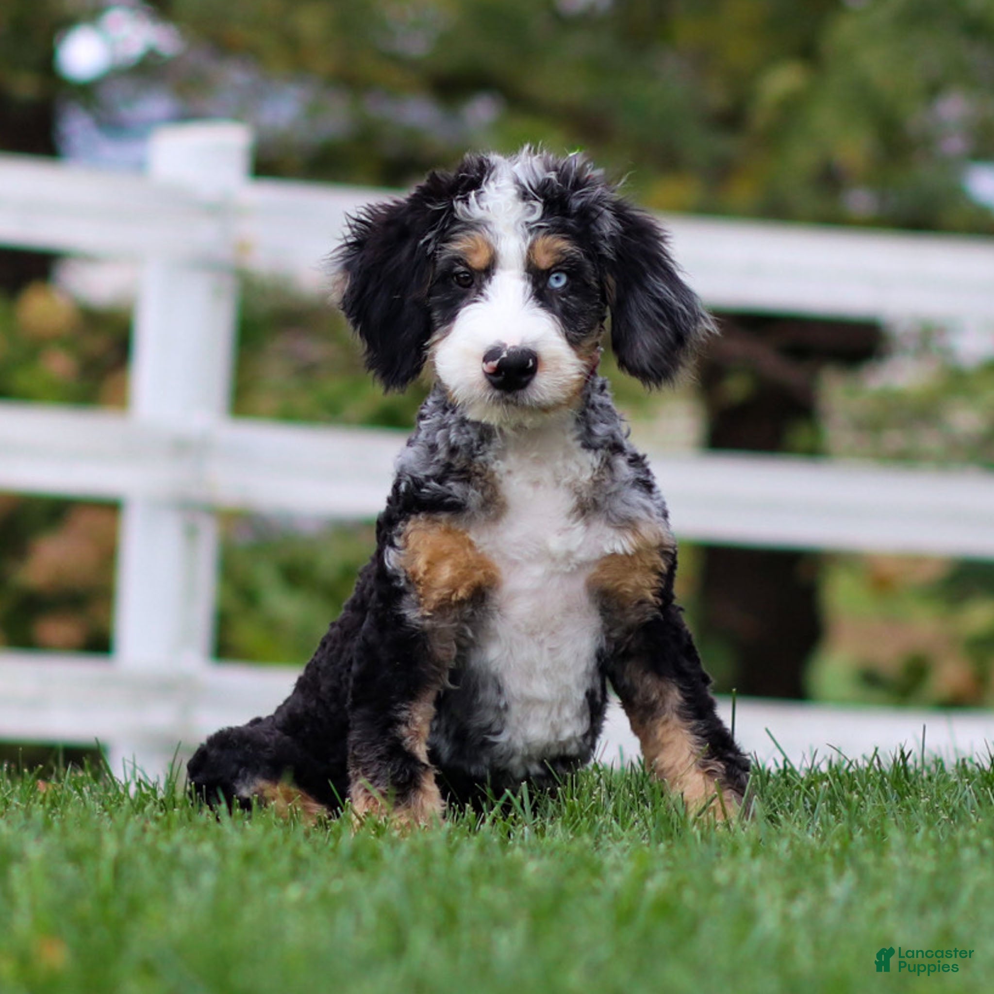 Mini Bernedoodle Puppies for sale in Pennsylvania Lancaster Puppies