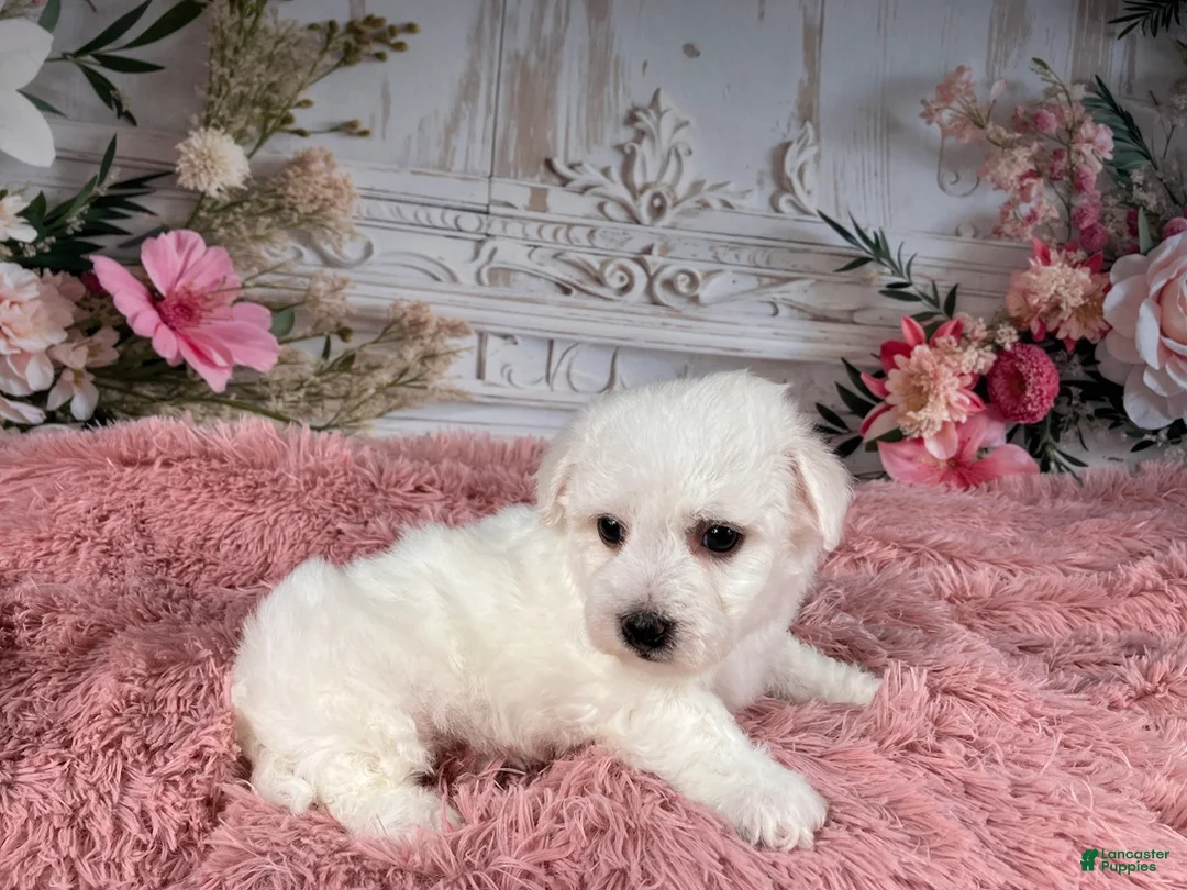 Bichon Frise dogs for sale: AKC-Nena - Ad 7