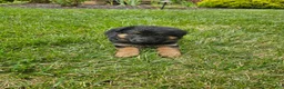 German Shepherd dogs for sale: Shep - Ad 6