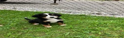 Bernese Mountain Dog dogs for sale: Akc Rover - Ad 4