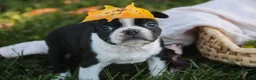 Boston Terrier dogs for sale: Cathy Boston Terrier  - Ad 7