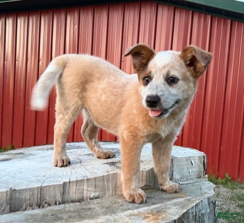 Australian Cattle Dog dogs for sale: Toby Keith_Male - Ad 2