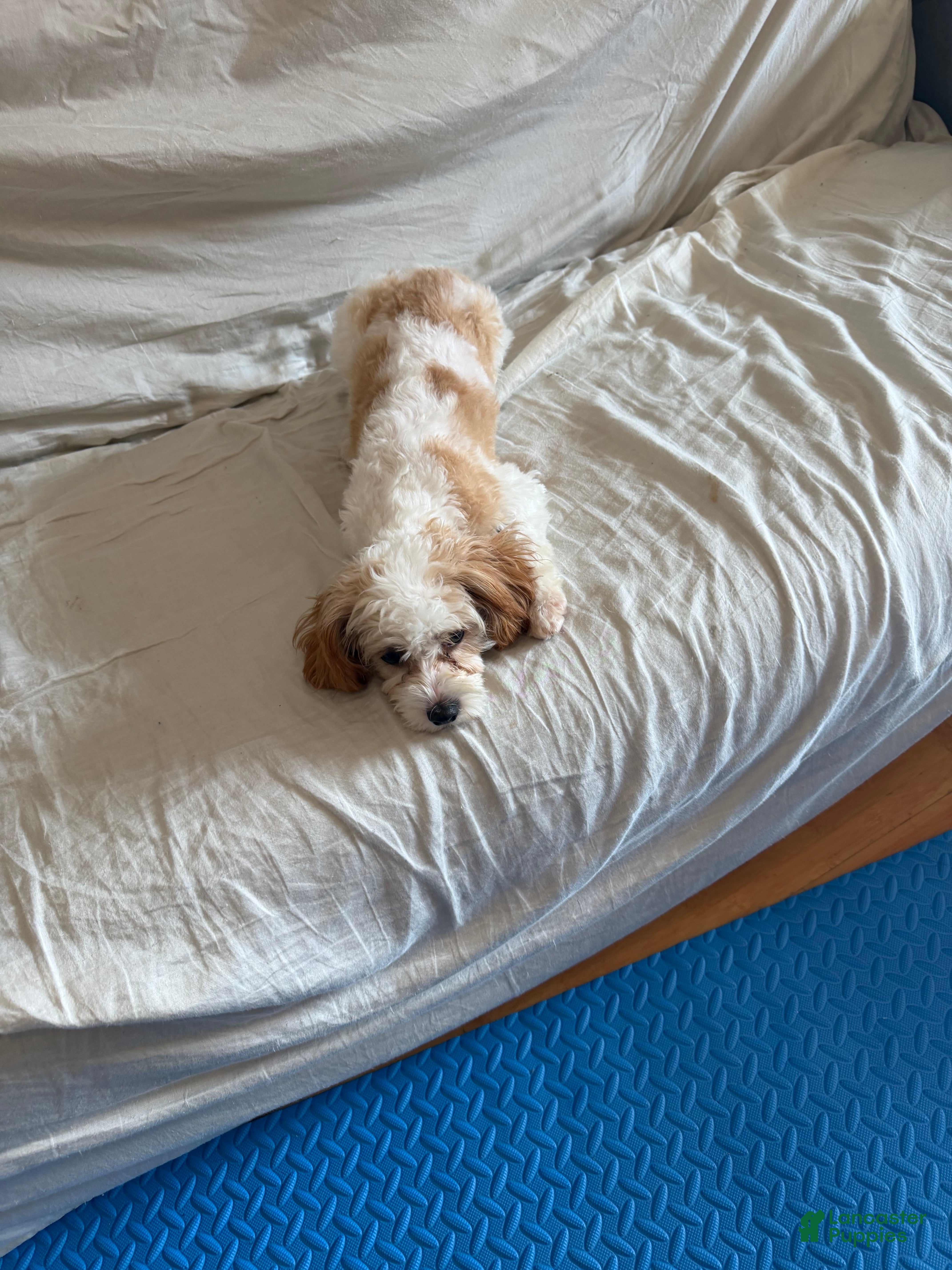 Cavapoo dogs Cavapoo 1 - Ad 19