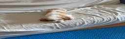 Cavapoo dogs for sale: Cavapoo 1 - Ad 1