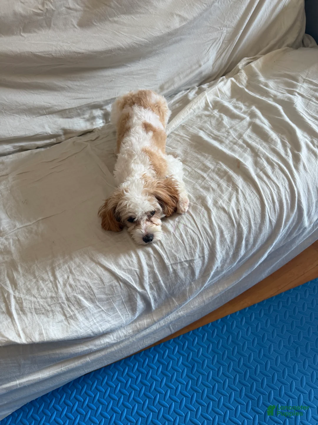 Cavapoo dogs for sale: Cavapoo 1 - Ad 1