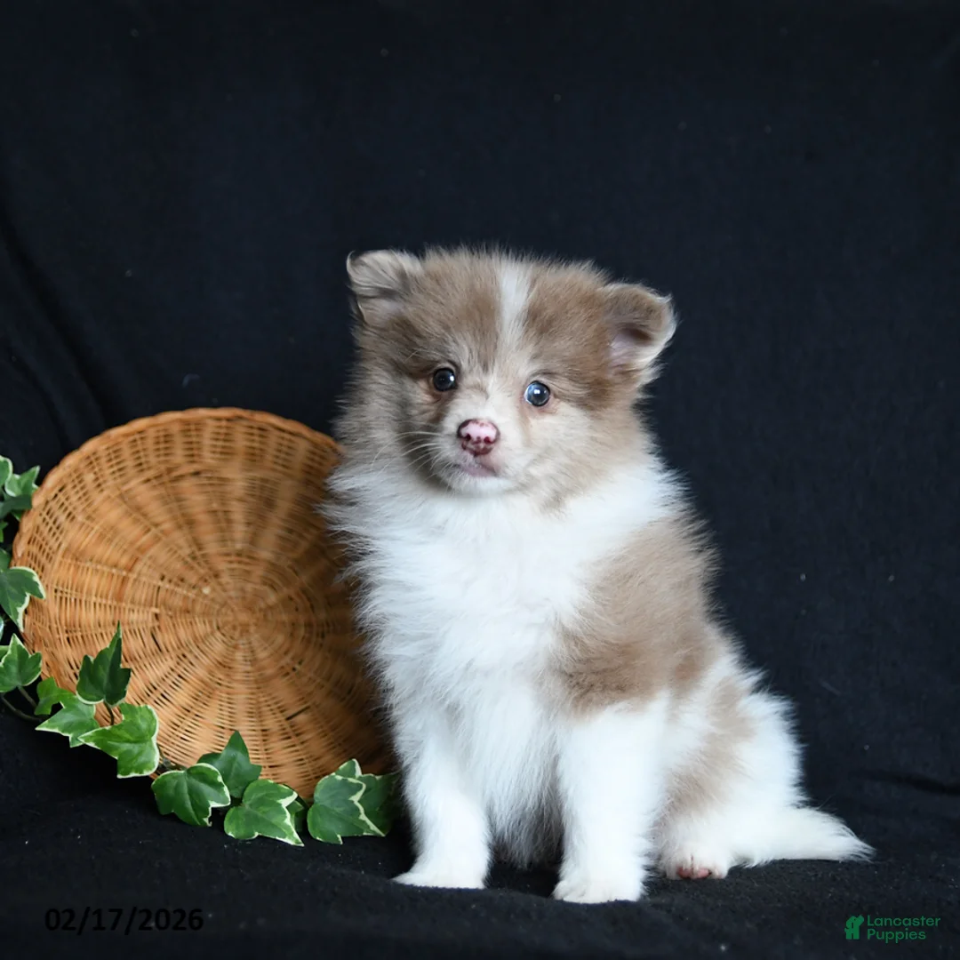 Pomeranian dogs for sale: Freddie - Ad 1