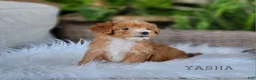 Mini Goldendoodle dogs for sale: Mini Goldendoodle 2 - Ad 4