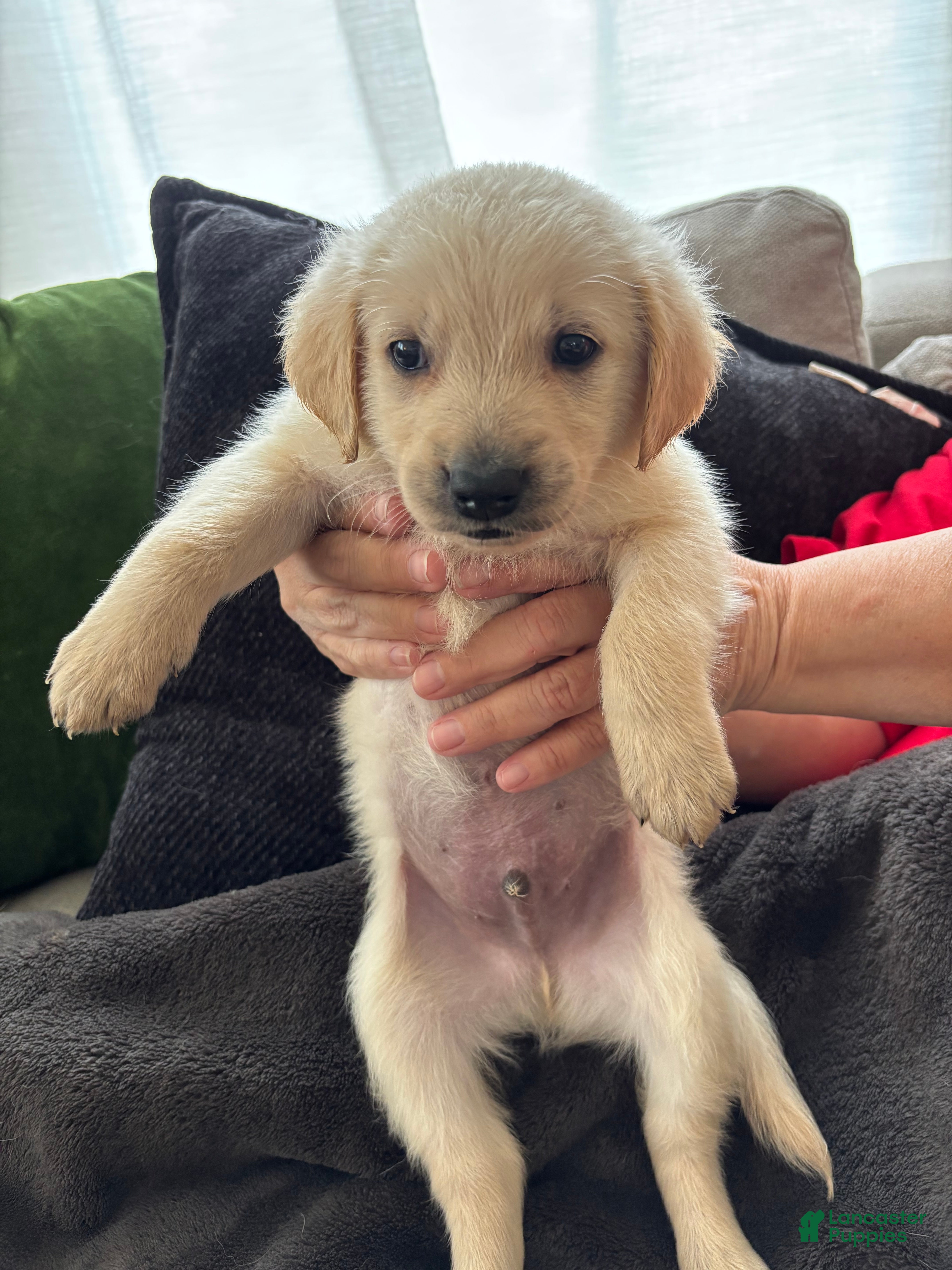 Mixed Breed dogs Yellow/Green Collar - Ad 38