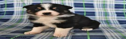 Australian Shepherd dogs for sale: Marigold - Ad 3